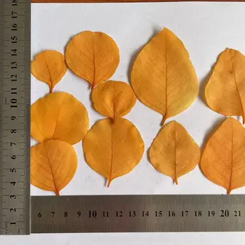 100 ADET Gerçek Kuru Doğal Taze Korunmuş Okaliptüs yaprakları, kalp şekli Ebedi Kurutulmuş Elma yaprakları DIY Malzeme İçin Mum